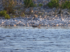 Anas georgica spinicauda