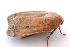 Abagrotis orbis