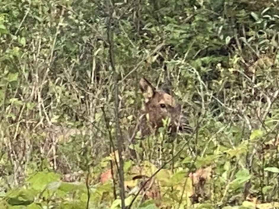 Roosevelt Elk from Vancouver Island, Alert Bay, BC, CA on October 11