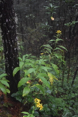 Verbesina hypoglauca