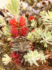 Melaleuca citrina