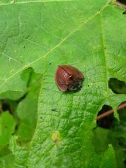 Cyrtonota textilis