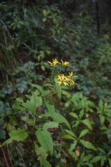 Verbesina hypoglauca