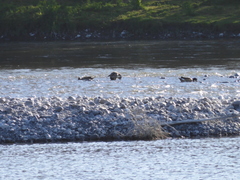 Anas georgica spinicauda