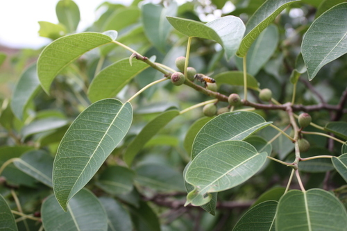 Ficus lecardii