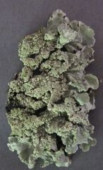 Flavoparmelia haysomii