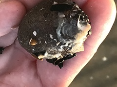 Molgula occidentalis