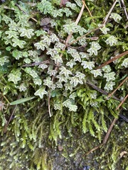 Marchantia inflexa