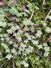 Marchantia inflexa