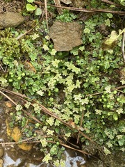 Marchantia inflexa