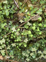 Marchantia inflexa