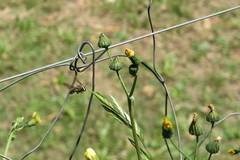 Xylocopa artifex