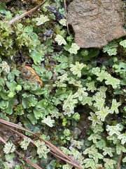Marchantia inflexa