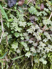 Marchantia inflexa