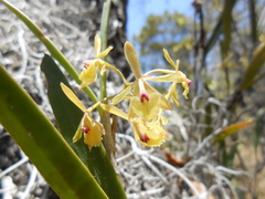Epidendrum lignosum