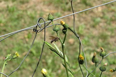 Xylocopa artifex
