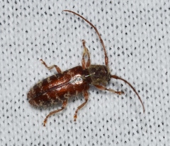 Eupogonius tomentosus