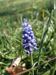 Muscari botryoides