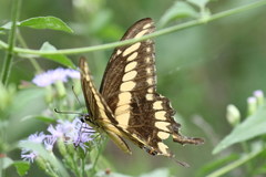 Heraclides ornythion