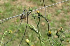 Xylocopa artifex