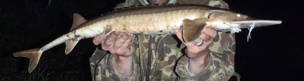 Shovelnose Sturgeon