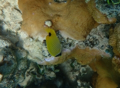 Chaetodon miliaris