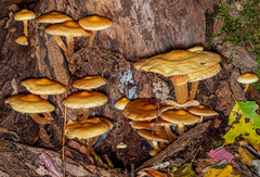 Pleuroflammula multifolia