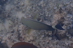 Acanthurus blochii