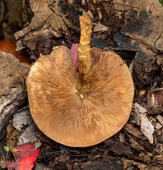 Pleuroflammula multifolia