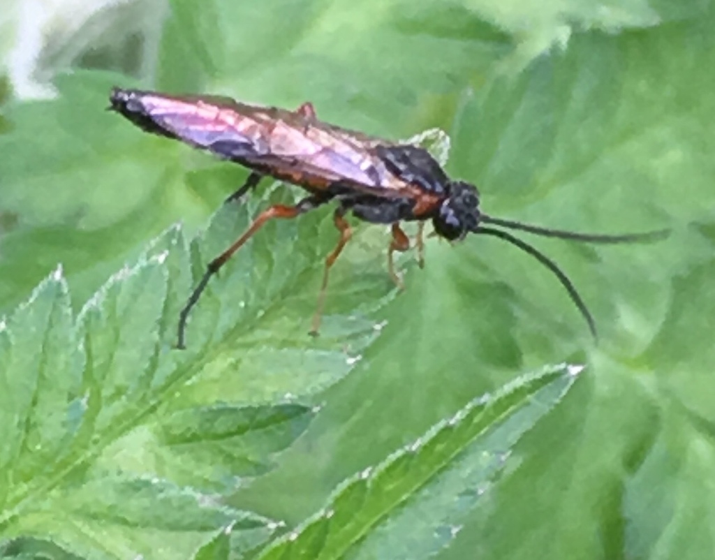 Willow Sawflies