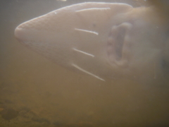 Scaphirhynchus platorynchus