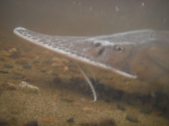 Scaphirhynchus platorynchus