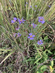 Eurybia surculosa