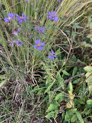 Eurybia surculosa