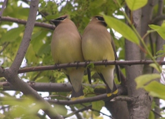 Bombycilla cedrorum