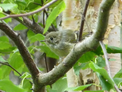 Ruby-crowned Kinglet photographed in Alaska