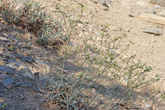 Eriogonum brevicaule brevicaule