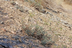 Eriogonum brevicaule brevicaule