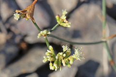 Eriogonum brevicaule brevicaule