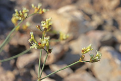 Eriogonum brevicaule brevicaule