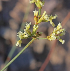 Eriogonum brevicaule brevicaule
