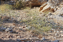 Eriogonum brevicaule brevicaule