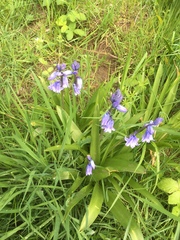 Hyacinthoides hispanica