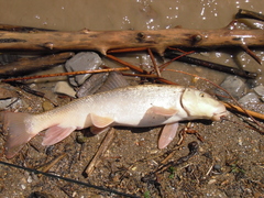 Catostomus