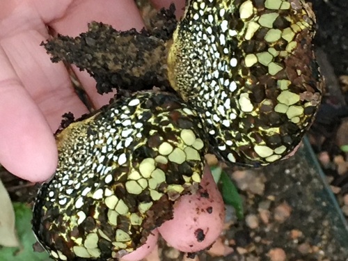 American Dyeball (Pisolithus arenarius)