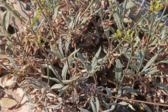 Eriogonum brevicaule brevicaule