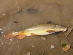 Catostomus latipinnis