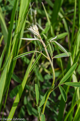 Lespedeza leptostachya