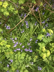 Hyacinthoides hispanica