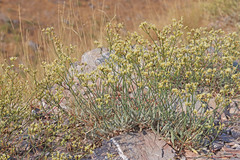 Eriogonum brevicaule brevicaule